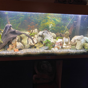 200 L cichlidés