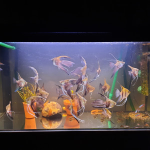 Bac provisoire 88L  transforme en shrimpland 1