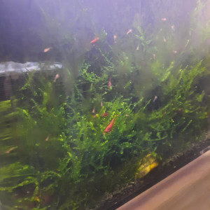 Nano bac red sakura