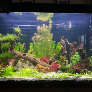 Home December