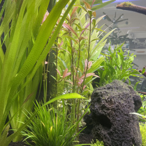 Publication de Rasbora34