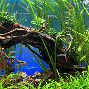 Publication de Omez78