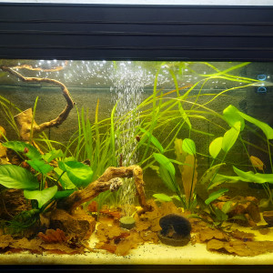 Bac 160l corydoras