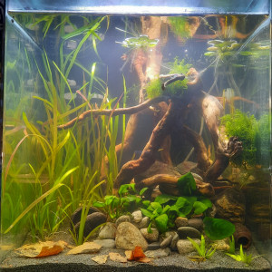 60l apistogramma cacatuoides triple orange