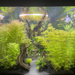 Publication de Rasbora34