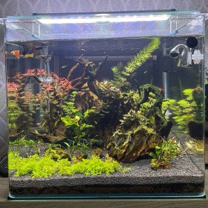 Aquarium Jerome 80L