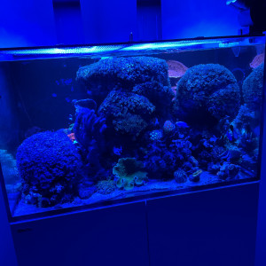 Reefer 250