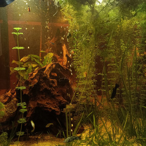 Publication de Pleco