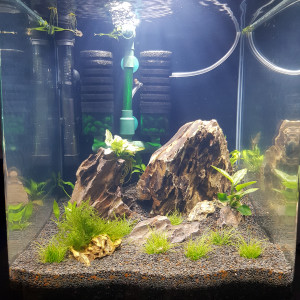 Shrimp Cube 30L