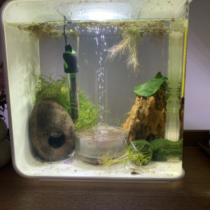 Aquarium Betta elephant