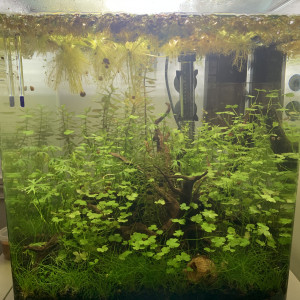 Nanocube dennerle 30l