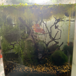 Dennerle 20l betta