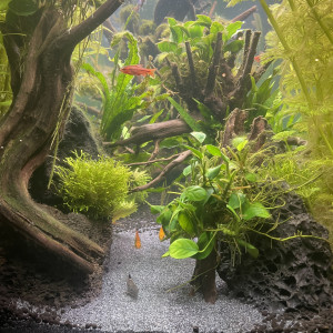 Publication de Rasbora34