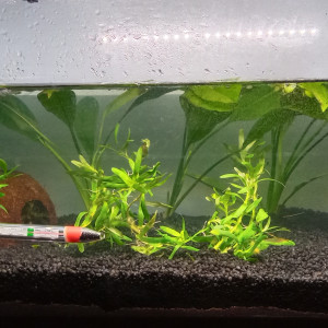 Aquarium 1