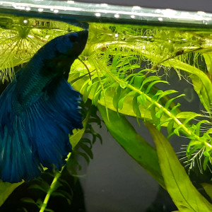 Betta spendens