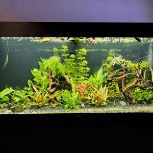 Juwel240
