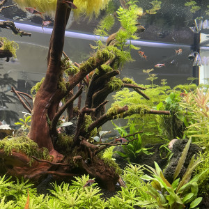 Publication de Rasbora34