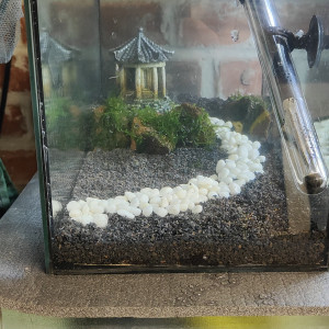 Crevette Neocaridina