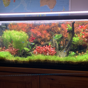 Aquascaiping  80l