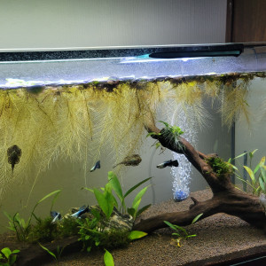 Biotope Amazonien