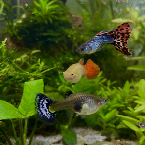 2 femelles & 1 mâle guppy & alevins