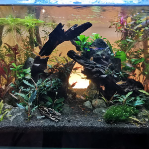 Scapers tank 55L