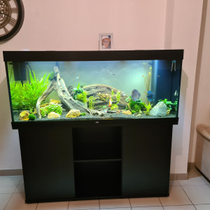 Aquarium Discus 450L
