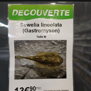 Publication de kreation