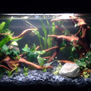 Aquarium 80 L