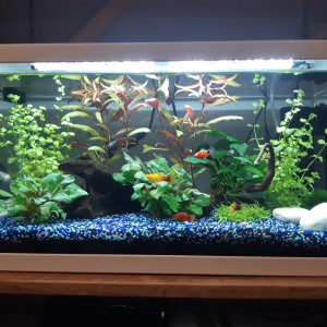 Petits poissons