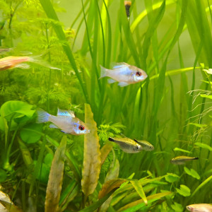 Ramirezi