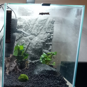 Aquael 30L - Neocaridina