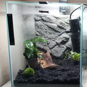 Aquael 30L - Neritina