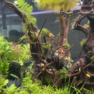 Publication de Rasbora34