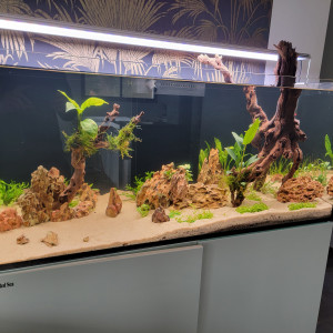 Aquarium Salon Amazonien