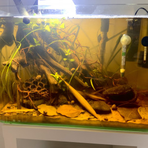 Eau noir Biotope asiatique