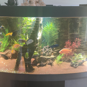 Mon aquarium actuel