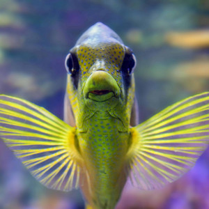 Assemblée générale et présentation de l'évolution technique de l'aquariophilie récifale