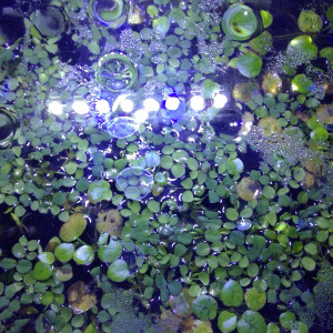 Aquarium 17 L - Daphnies