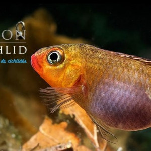 FRANCE CICHLID