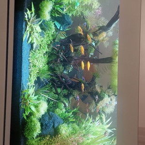 Publication de Rasbora34
