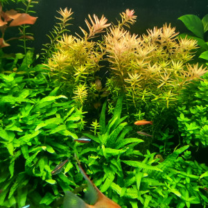JUWEL 350L