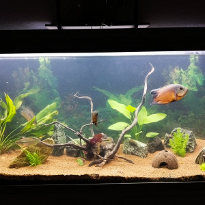 Poisson grand format