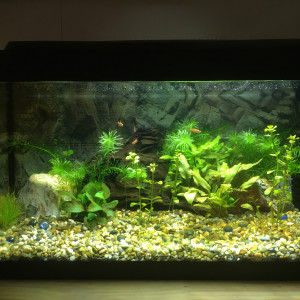 mon premier aquarium