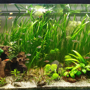 Aquarium