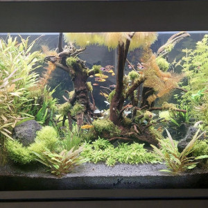 Publication de Rasbora34