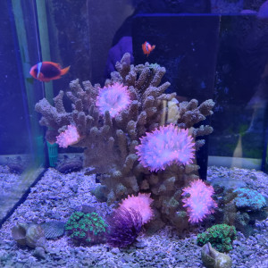Nano Aquarium Récifal