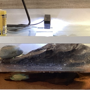 Tortue  tropicale