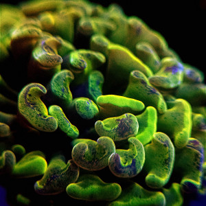 nano 30l