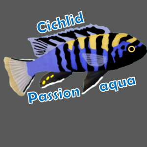 Cichlidsoixante